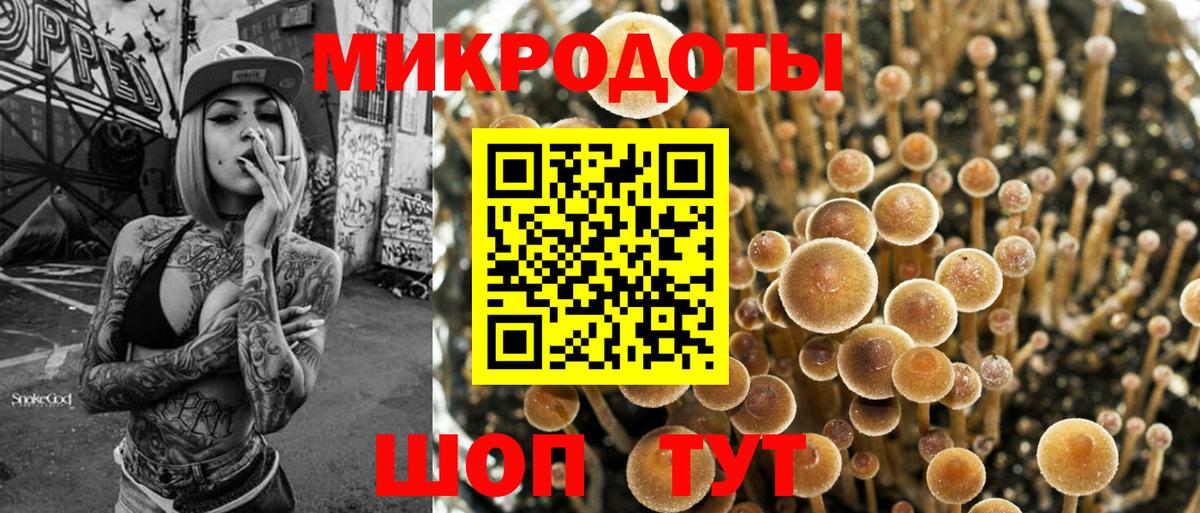 Псилоцибиновые грибы Psilocybe Черняховск
